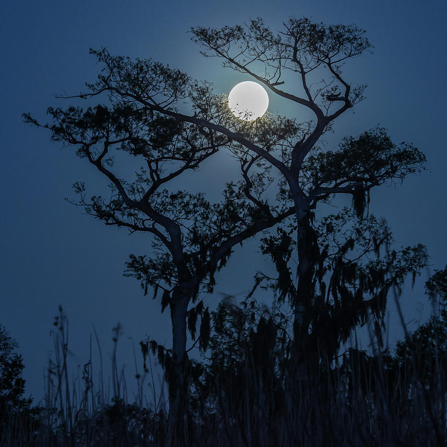Moonrise over Wetlands Photograph by Stefan Mazzola