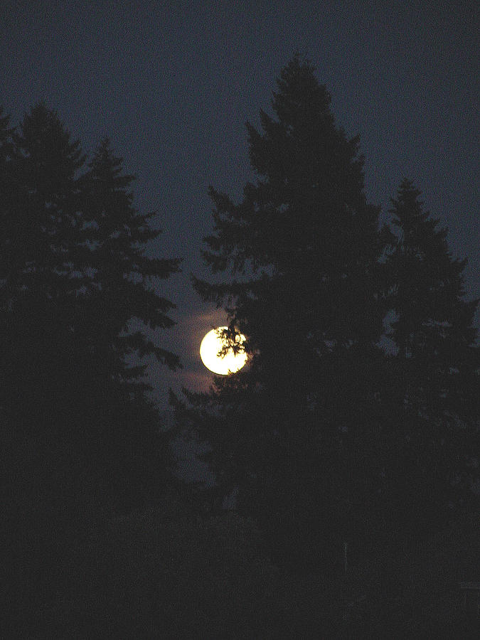 Moonrise Photograph by Shirley Heyn