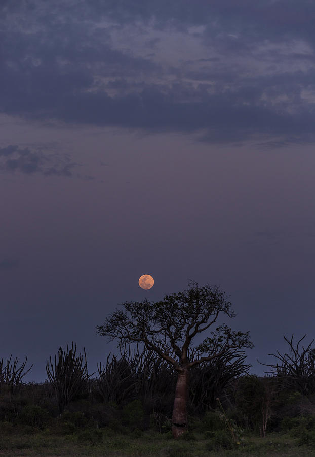 Moonrise with Baobab and Octopus Trees Photograph by Alex Lapidus
