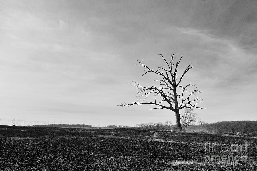 Moonscape Tree 9139 Photograph by Ken DePue