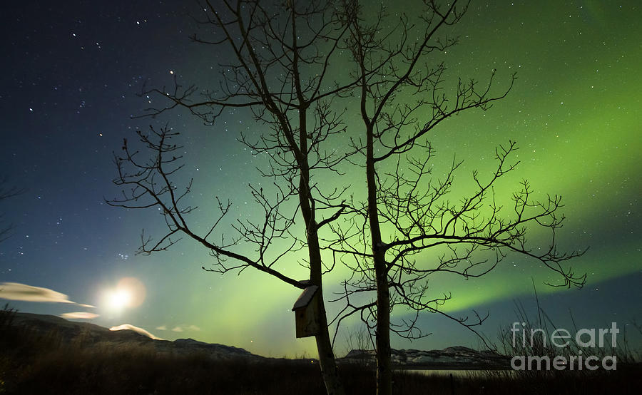Moonset And The Northern Lights, Yukon Photograph by Philip Hart