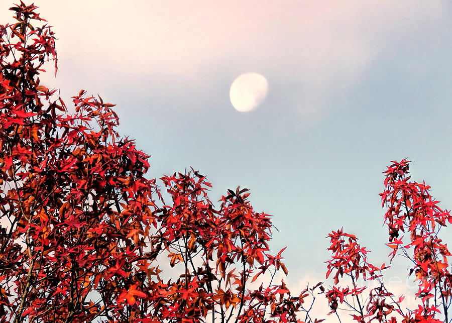 Moonset in Autumn Photograph by Janice Drew