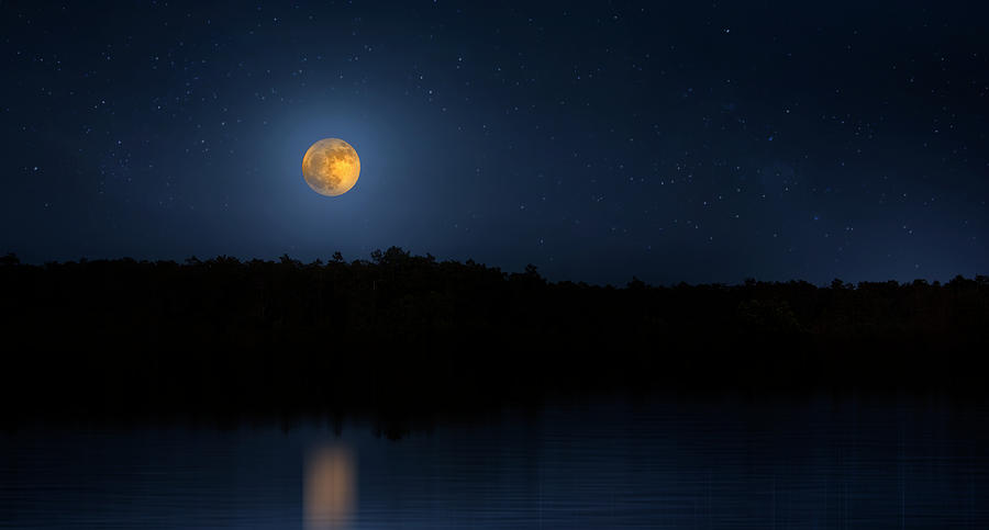 Tree Photograph - Moonset in the Everglades by Mark Andrew Thomas