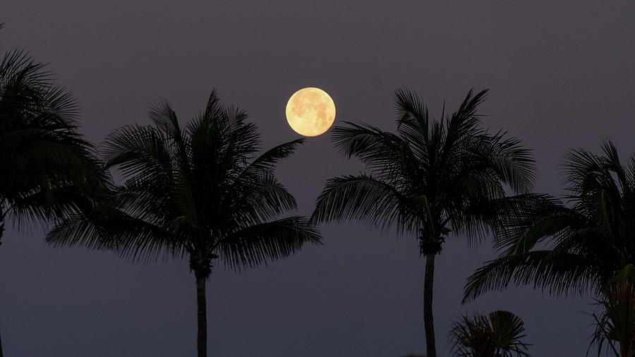 Moonset Palms Delray Beach Florida Photograph by Lawrence S Richardson Jr