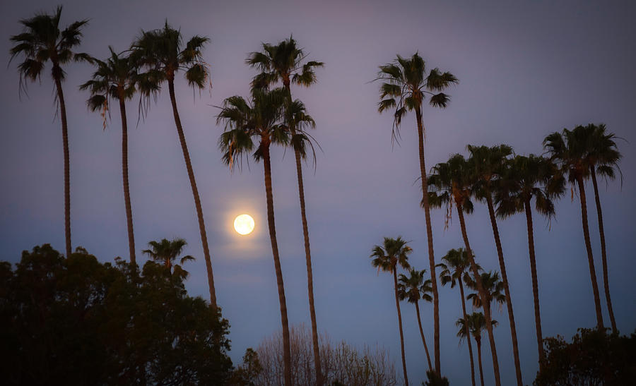 Moonset Palms Photograph by Richard Cheski