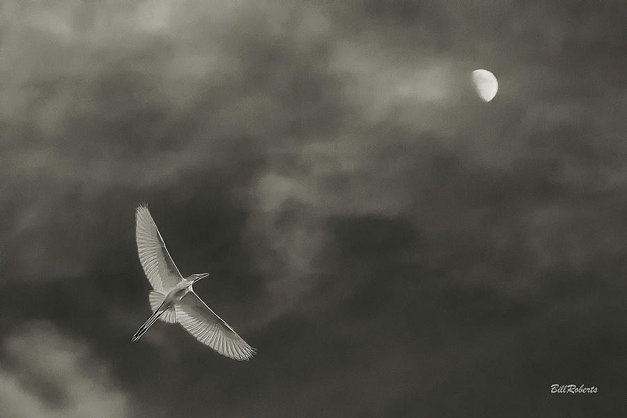 Moonstruck Photograph by Bill Roberts