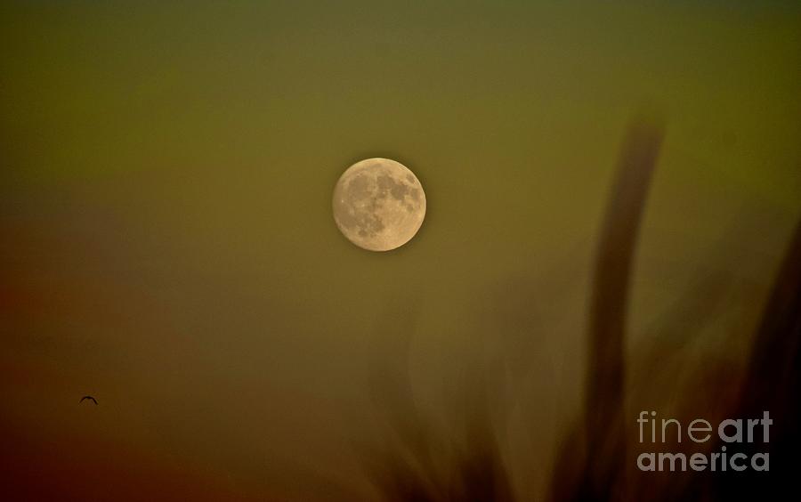 Moonstruck Photograph by Debra Banks
