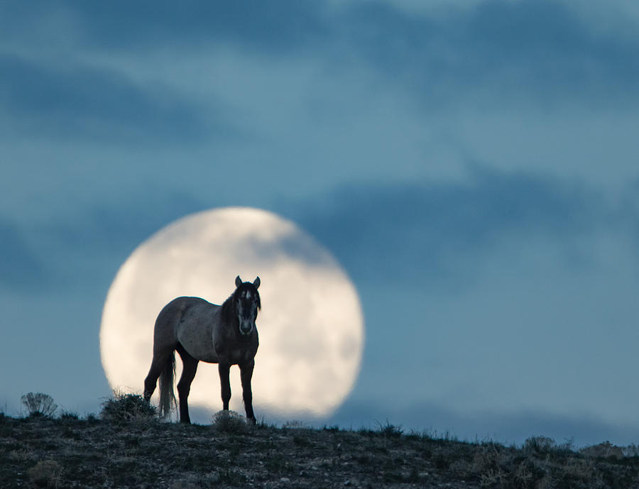 Nature Photograph - Moonstruck by Kent Keller