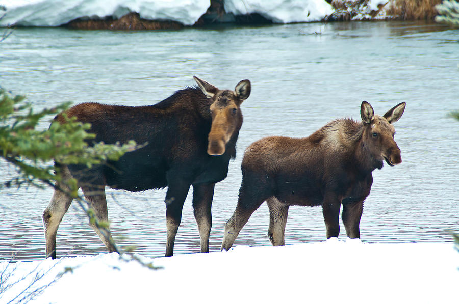 Moose Photograph - Mooooose by Melissa  Riggs