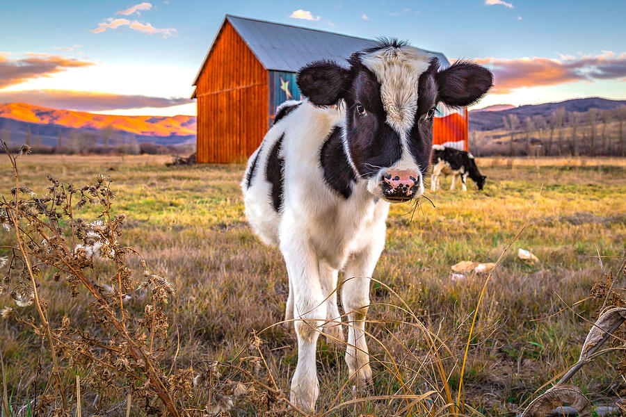 Cow Photograph - Mooove it by Ryan Smith