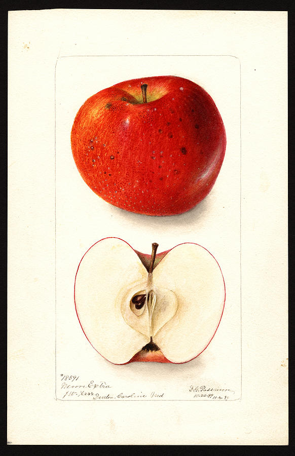 Moore Extra variety of apples Drawing by Deborah Griscom Passmore