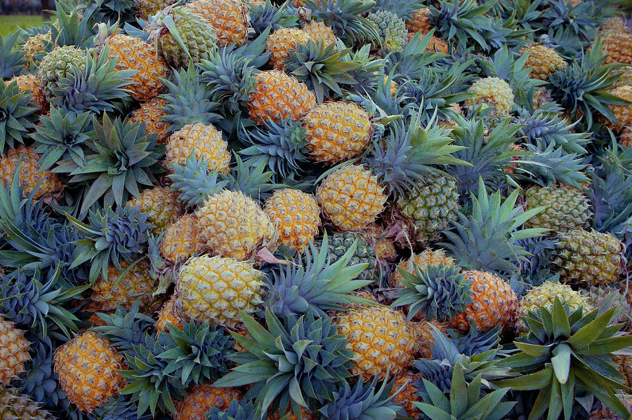 Moorea Pineapple Picking Photograph