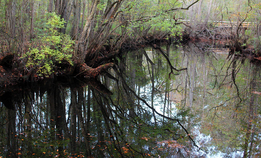 Moores Creek Photograph by Cynthia Guinn
