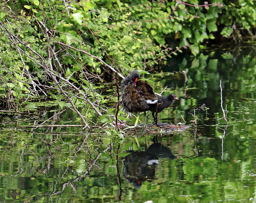 Moorhen And Chick Photograph by Jeff Townsend