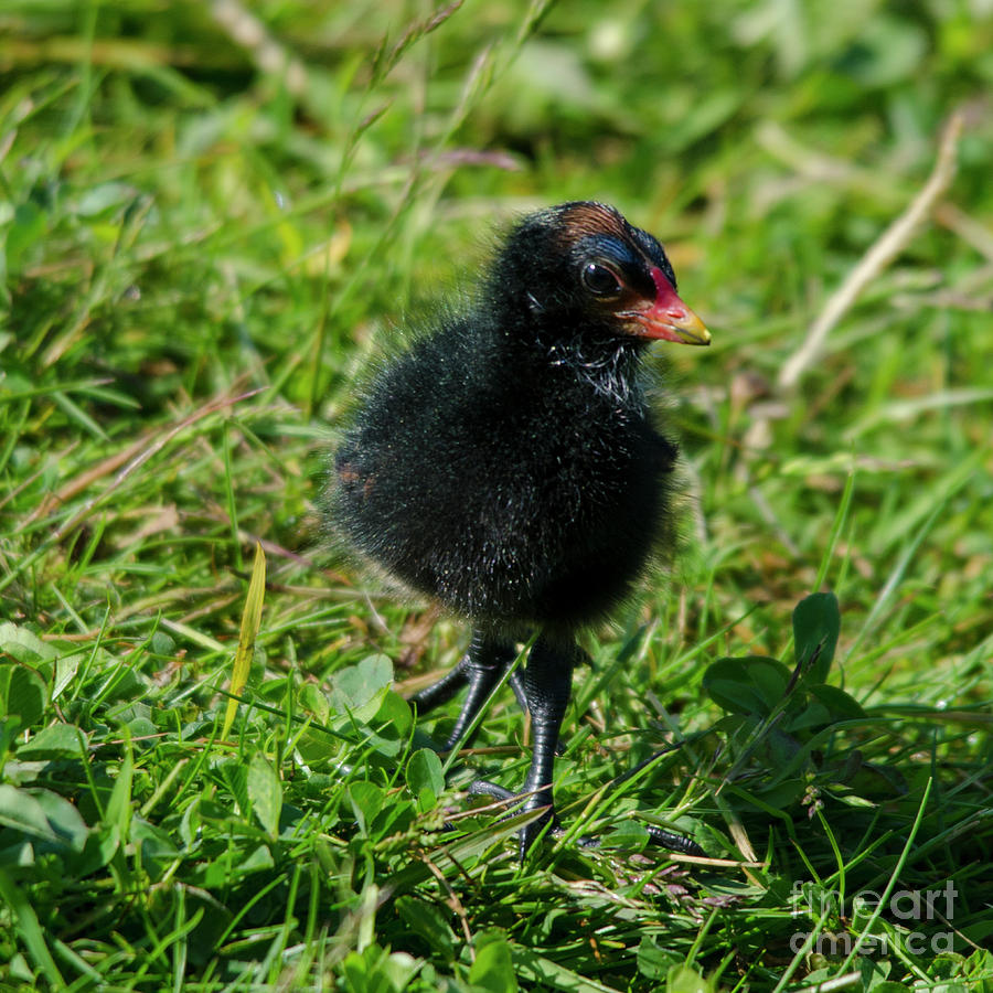 Moorhen chick Photograph by Steev Stamford