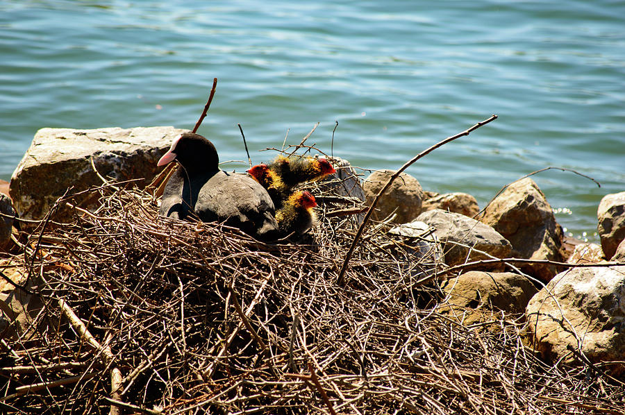Nature Photograph - Moorhen with chicks nesting on a nest of twigs by Johan Ferret