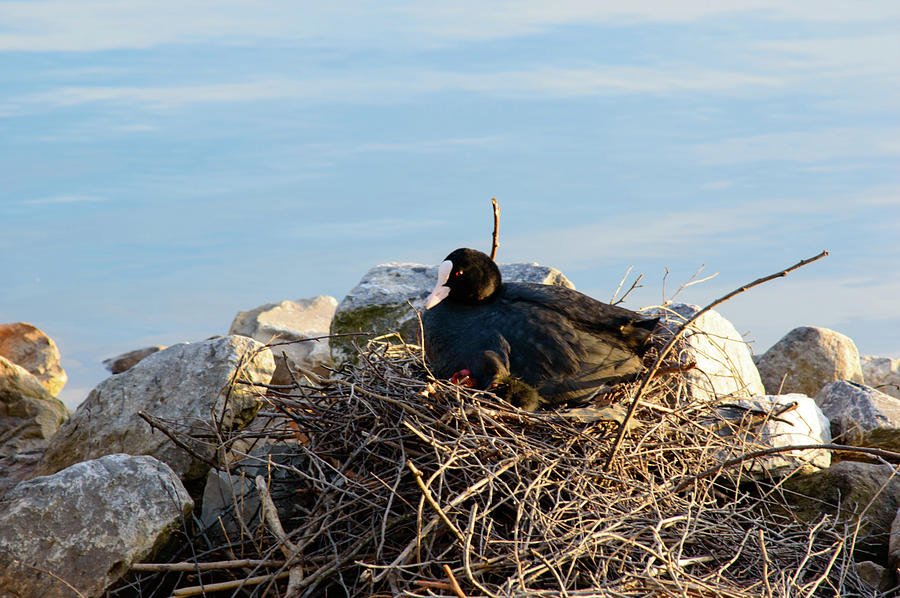 Nature Photograph - Moorhen with chicks sitting on a nest by Johan Ferret