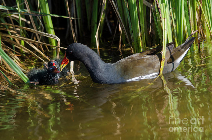 Moorhen with chicks Photograph by Steev Stamford