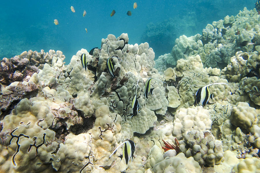 Moorish Idol hug the reef Photograph by Doug Shanaman - Fine Art America