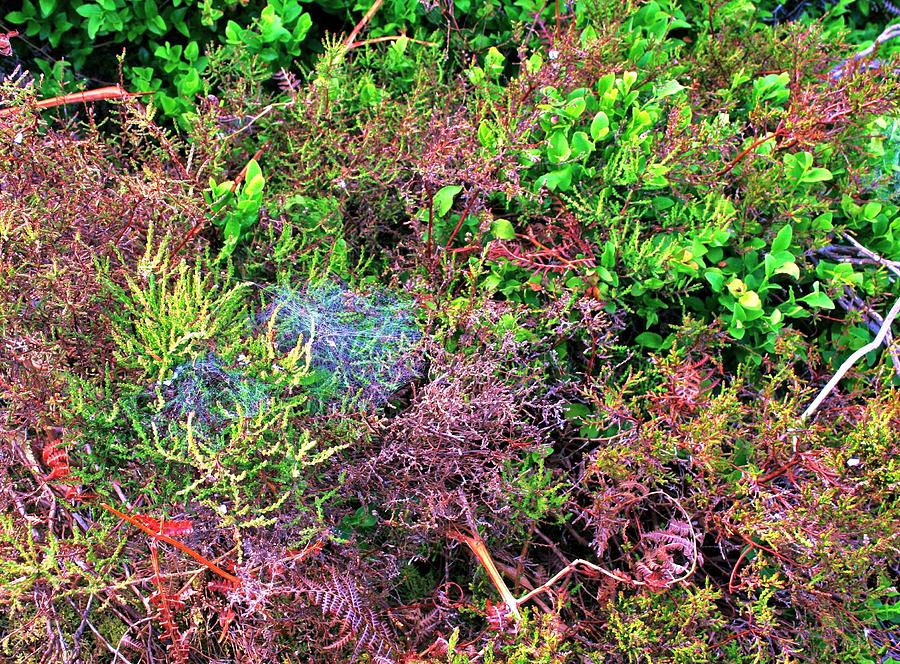 Moorland Abstract with Spiders Web Photograph by Nigel Radcliffe