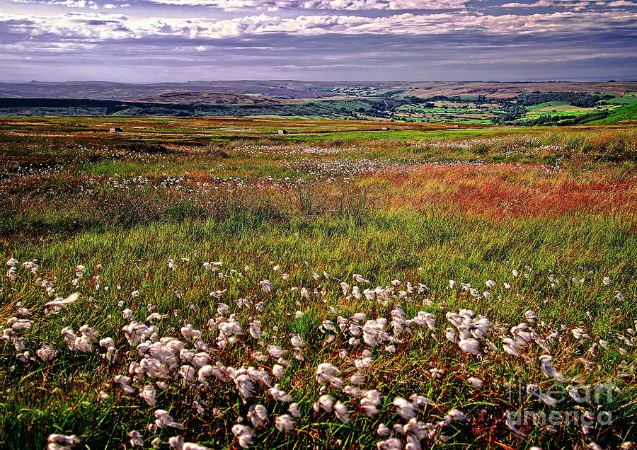 Moorland Cottongrass Photograph by Martyn Arnold