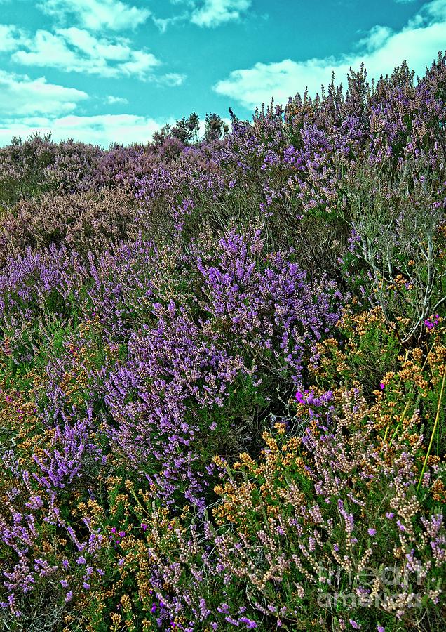 Moorland Heather Photograph by Martyn Arnold