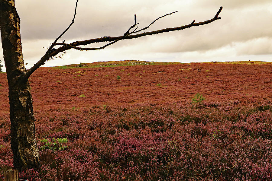 Moorland heather Photograph by Tony Murtagh