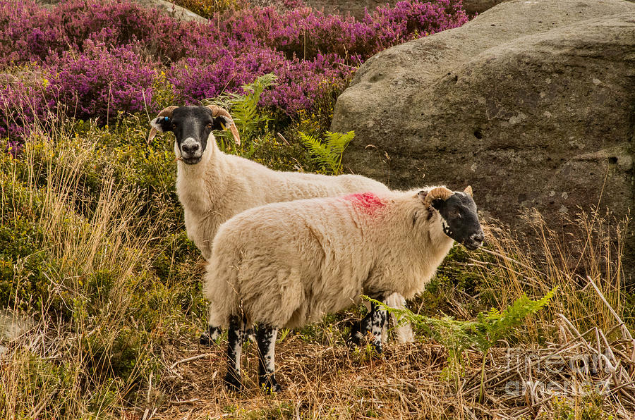 Moorland Sheep Photograph by Chris Horsnell