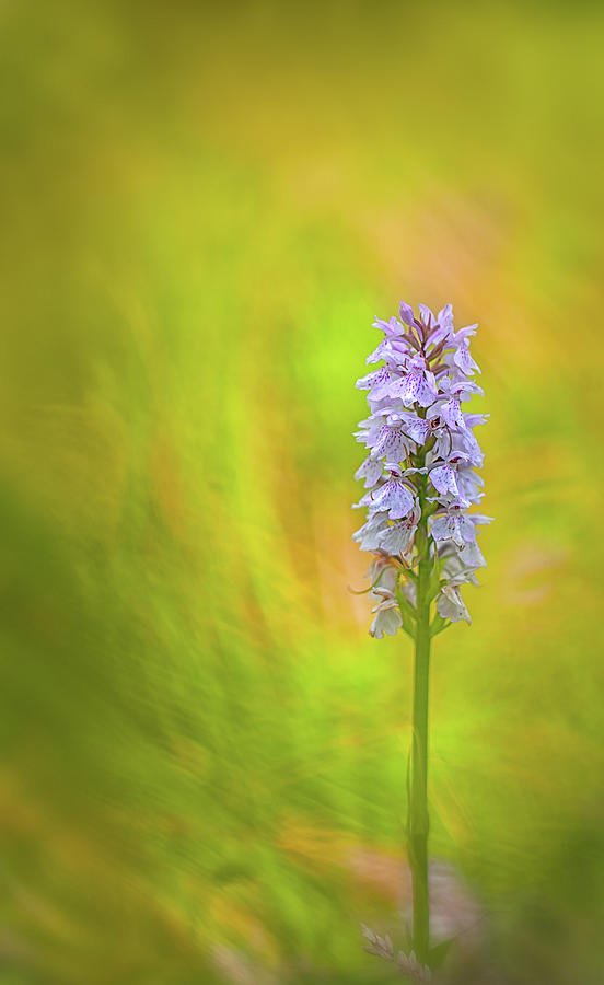 Moorland spotted orchid - beautiful wild flower Photograph by Dirk Ercken