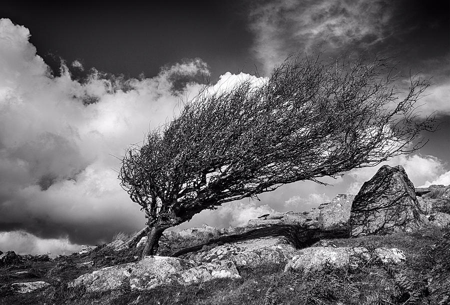 Heathland Photograph - Moorland Tree by Phil Tomlinson