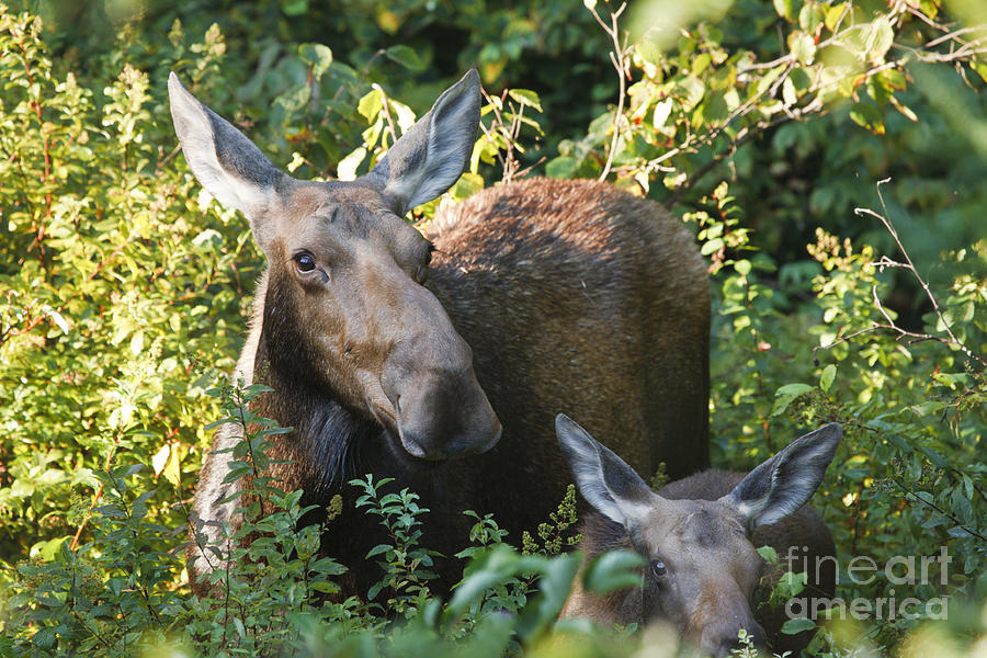 Moose - White Mountains New Hampshire  Photograph by Erin Paul Donovan