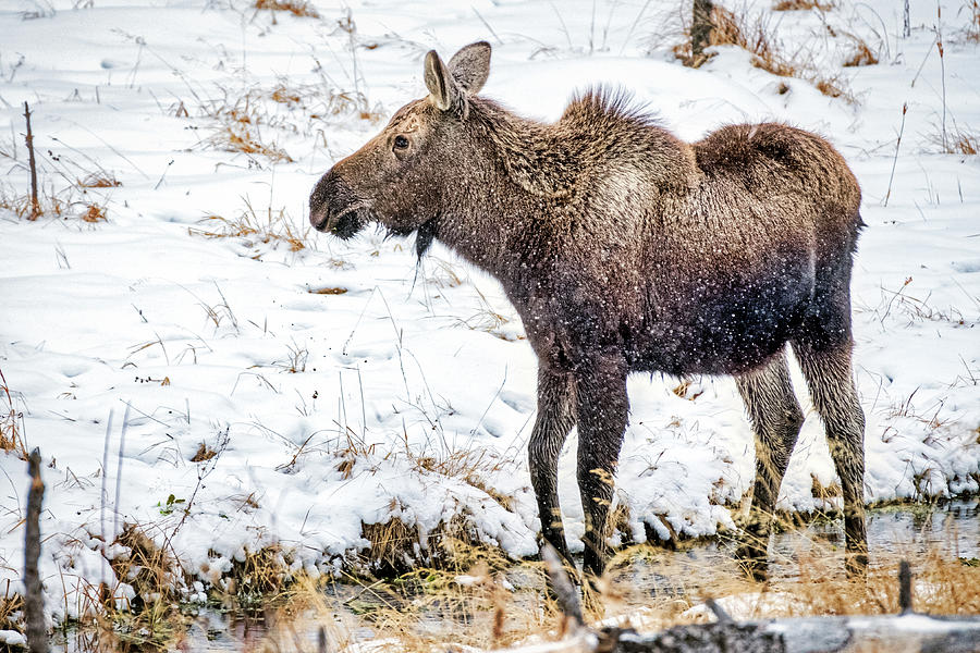 Moose #2 Photograph by Stuart Litoff