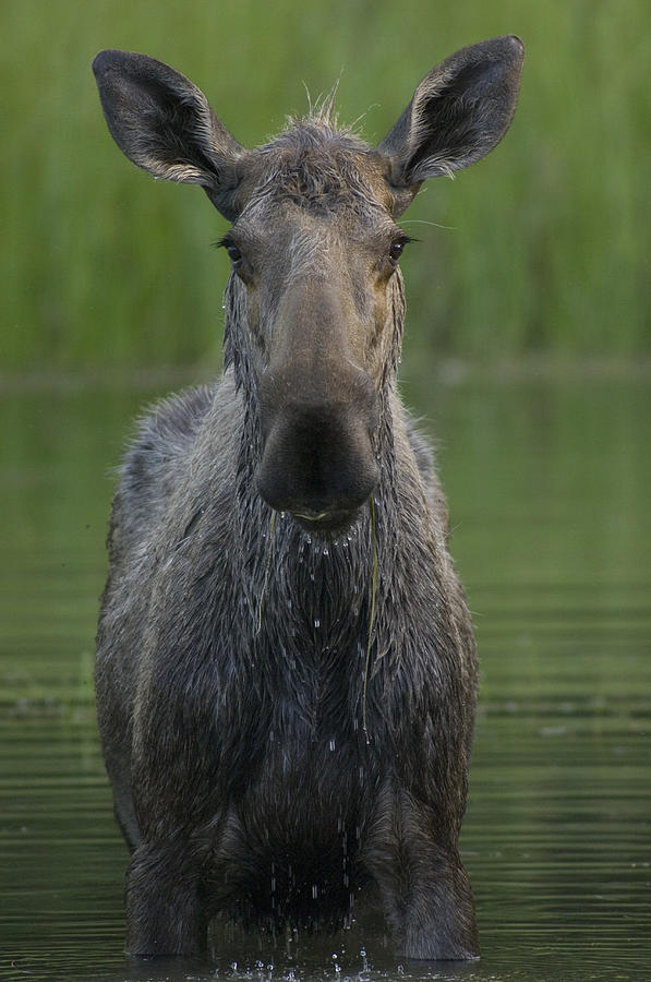 Moose Alces Americanus Female, Chena Photograph by Michael Quinton