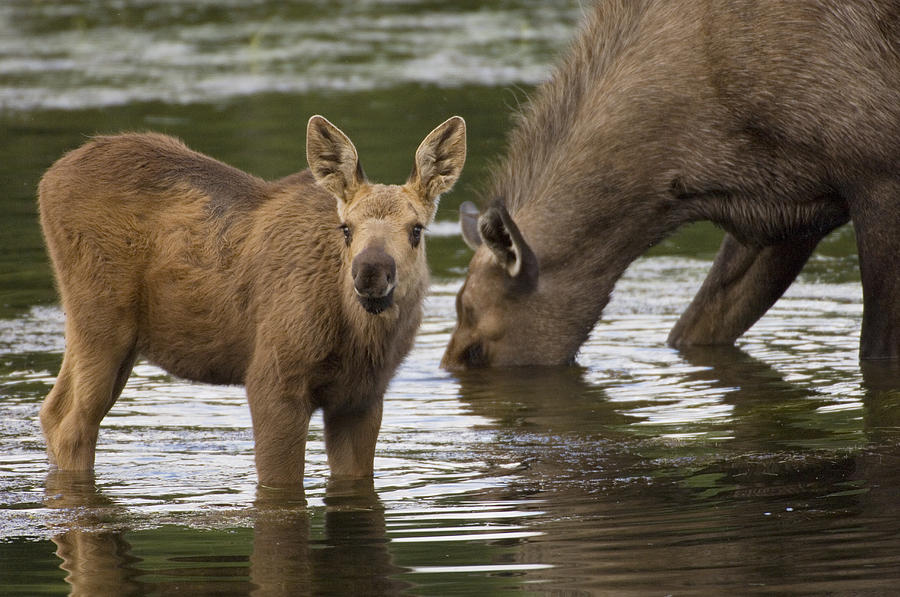 Moose Alces Americanus Mother And Calf Photograph by Michael Quinton