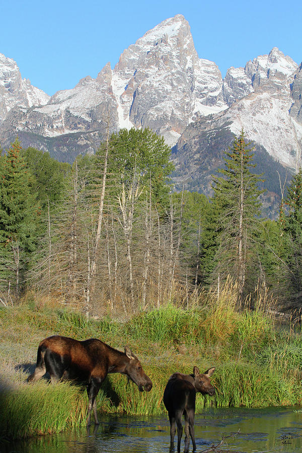 Moose and calf Photograph by Brett Pelletier