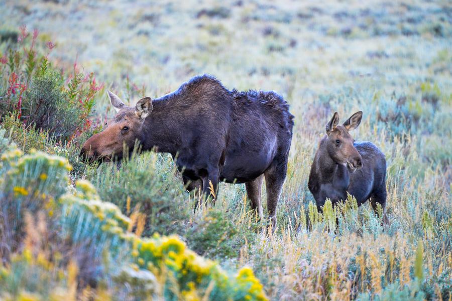 Moose and calf in Grand Teton National Park Photograph by Marilyn Burton