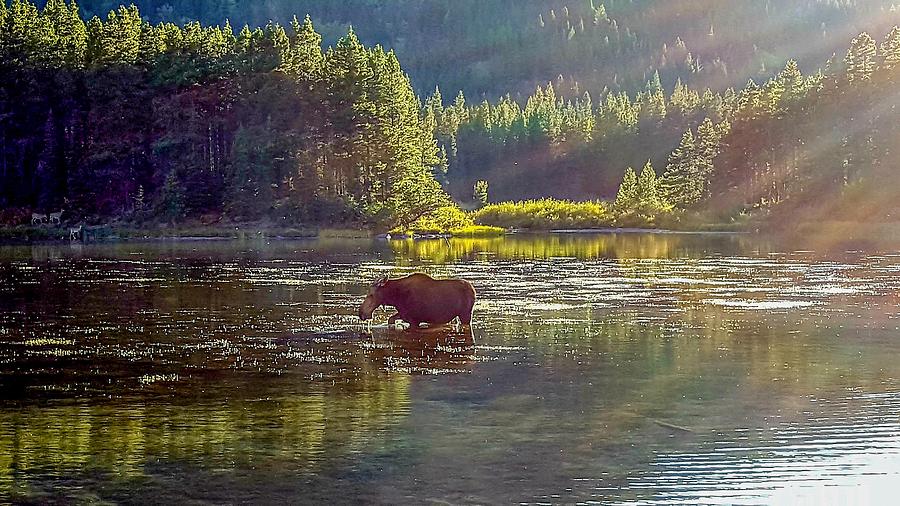 Moose and Deer at Swiftcurrent Lake, Glacier National Park Photograph by Marilyn Burton