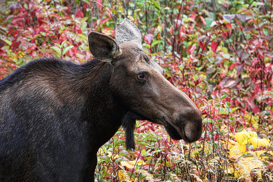 Moose and Fall Leaves Photograph by Peggy Collins