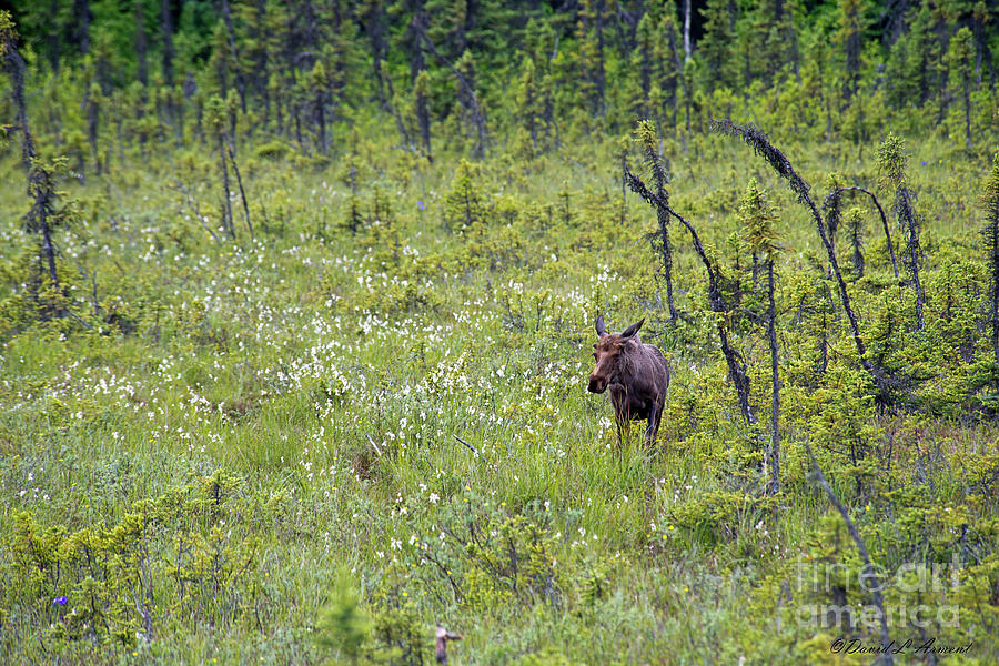 Moose and White Flowers Photograph by David Arment