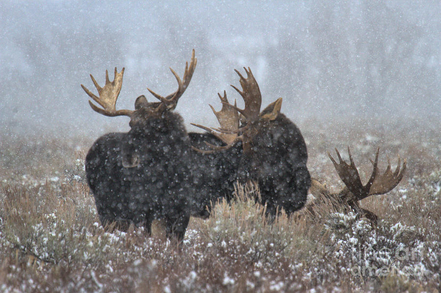 Moose Antlers In The Snow Photograph by Adam Jewell