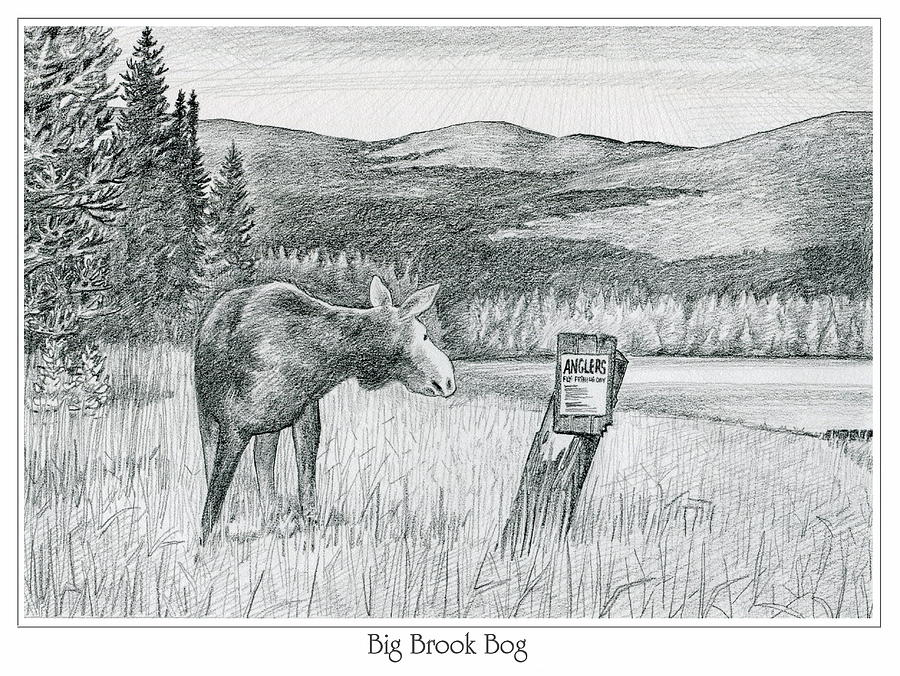 Moose at Big Brook Bog Drawing by Harry Moulton