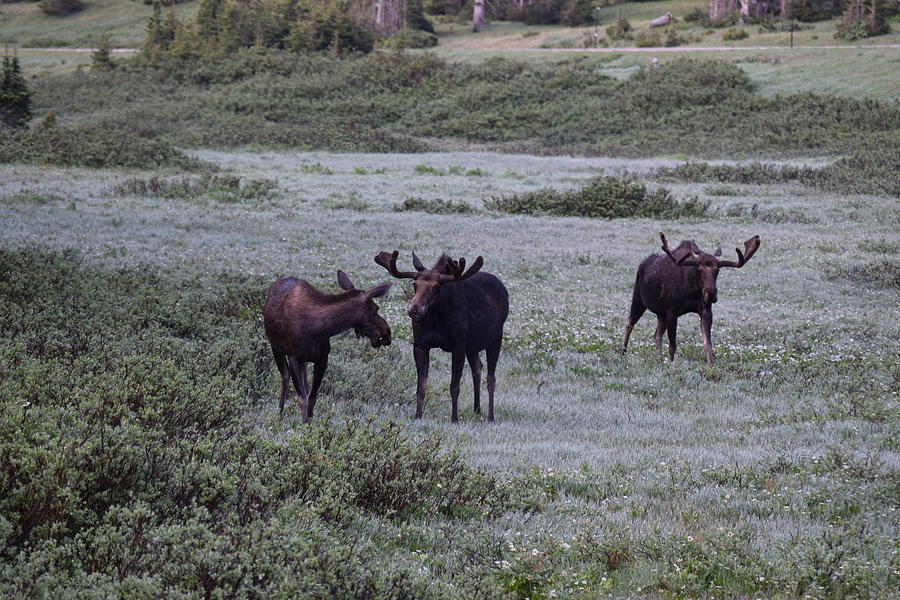 Moose Cameron Pass CO Photograph by Margarethe Binkley