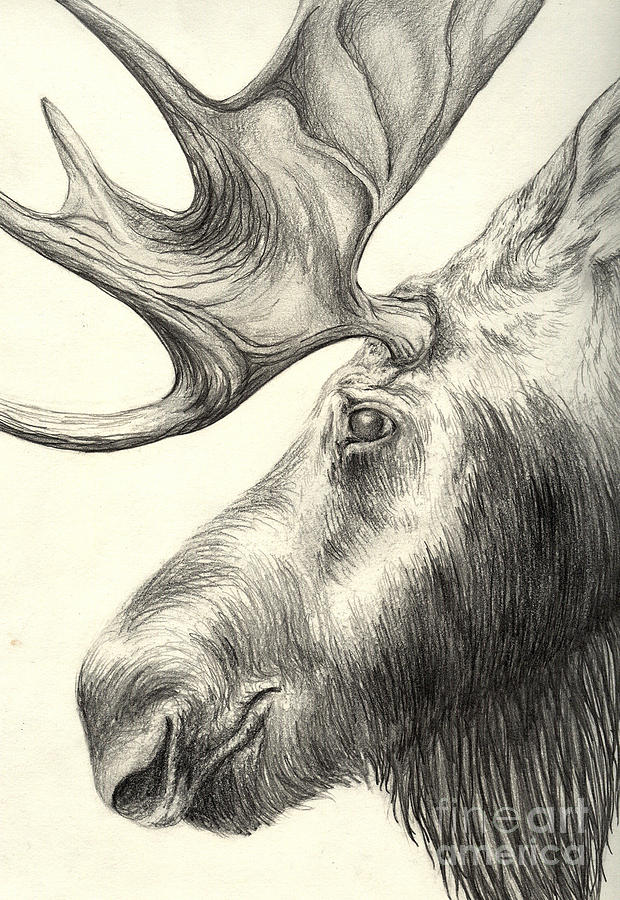 Moose Drawing by Aurora Jenson