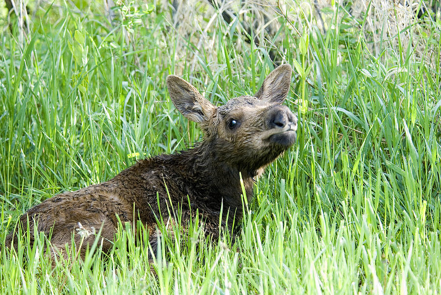 Moose Baby Photograph by Gary Beeler