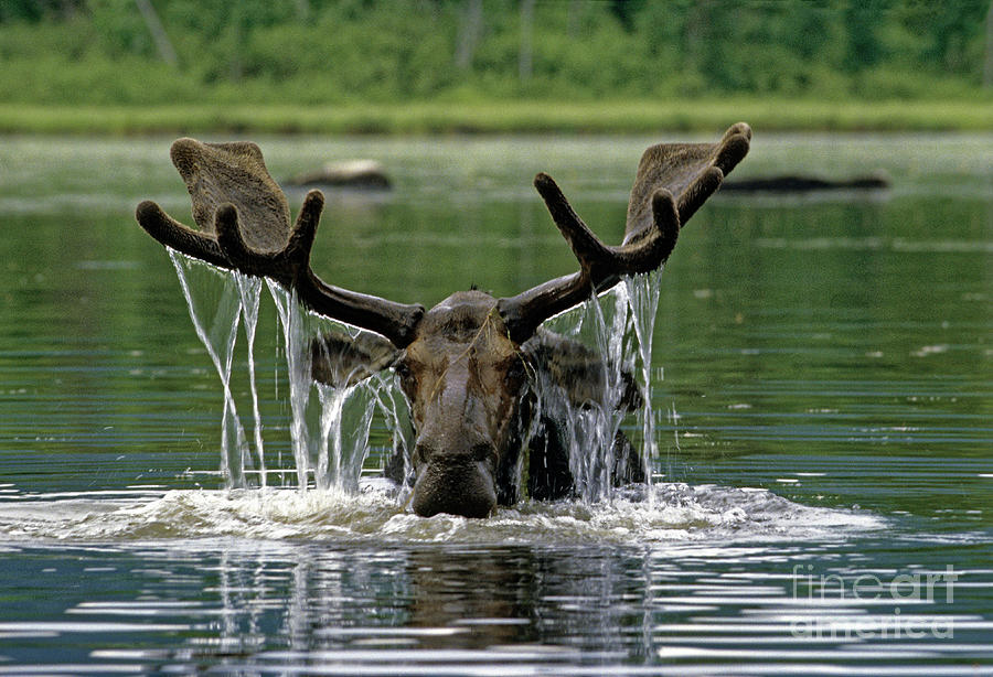 Moose, Baxter Sate Park, Maine Photograph by Kevin Shields