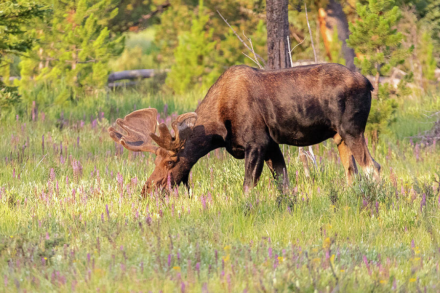 Moose Bull Grazes at Dawn Photograph by Tony Hake