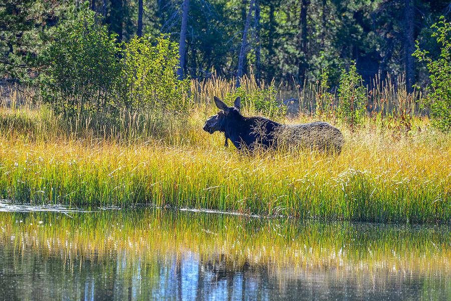 Moose by a Pond, Grand Teton National Park Photograph by Marilyn Burton