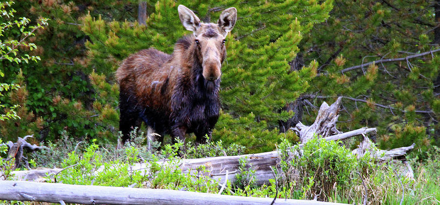 Moose by The River Photograph by Scott Mahon