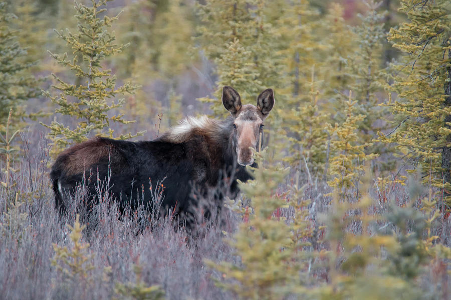 Wildlife Photograph - Moose calf by Celine Pollard
