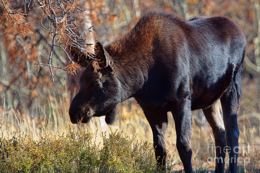 Moose Calf in Autumn Photograph by Jim Garrison